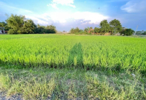 ĐẤT THỔ CƯ TÂN MỸ CẠNH VINGROUP 930ha 