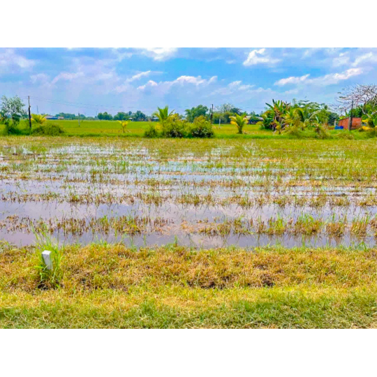 ĐẤT THỔ TÂN PHÚ-ĐỨC HOÀ