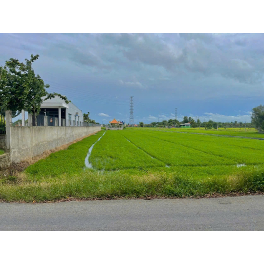 ĐẤT LÚA ĐẦU TƯ HẬU NGHĨA - ĐỨC HOÀ -  LONG AN